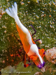 Lone Emperator Shrimp (Periclimenes imperator) - Puri Jat... by Marco Waagmeester 